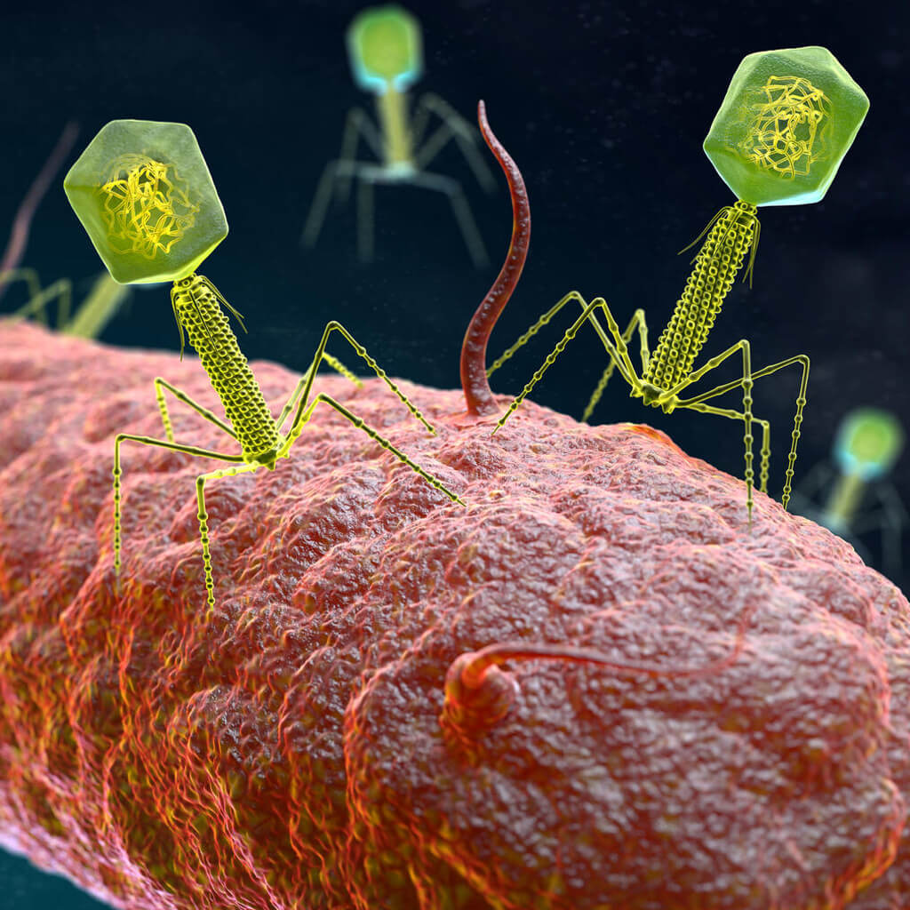 Bacteria and defense strategies