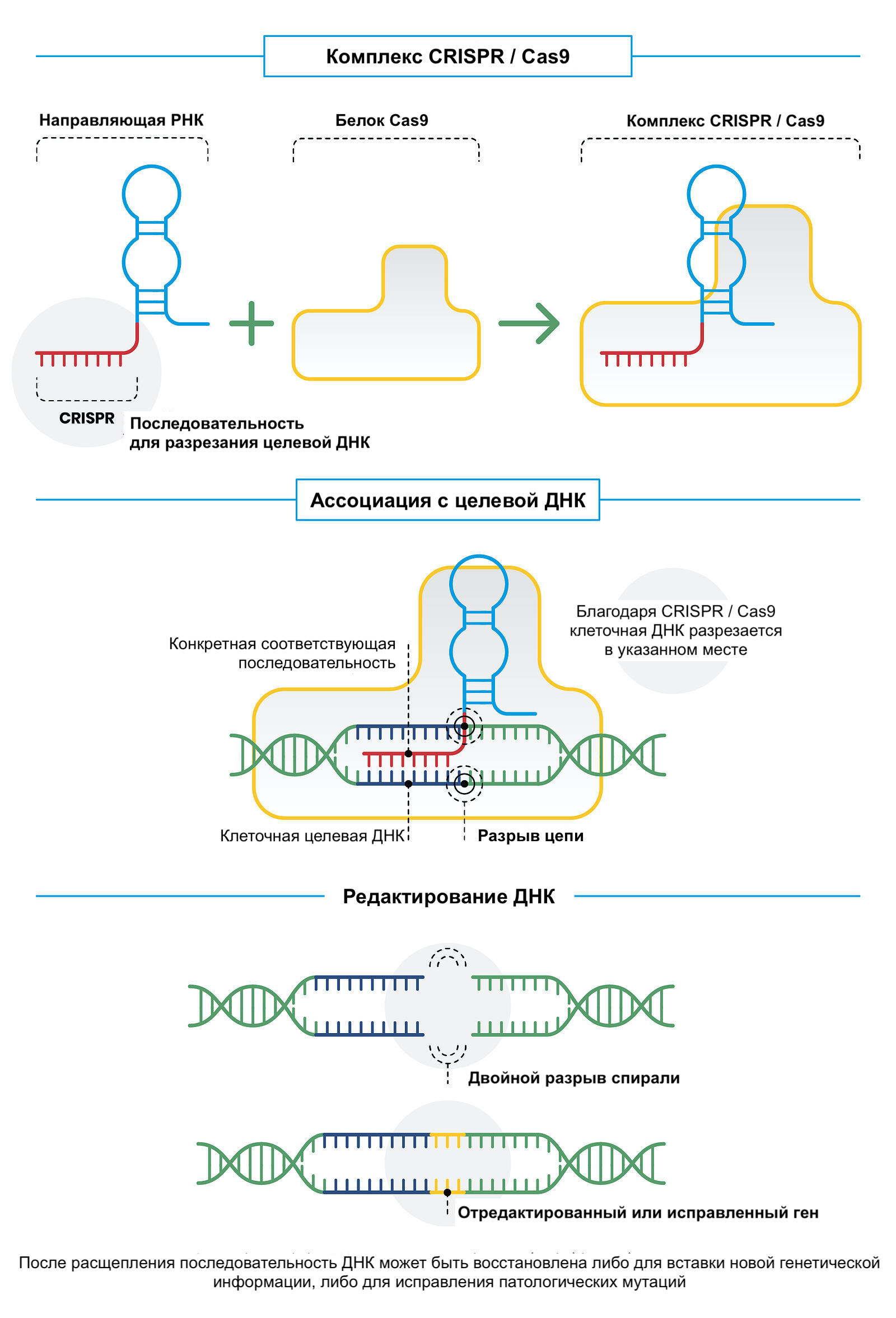 Подробней о CRISPR/Cas9