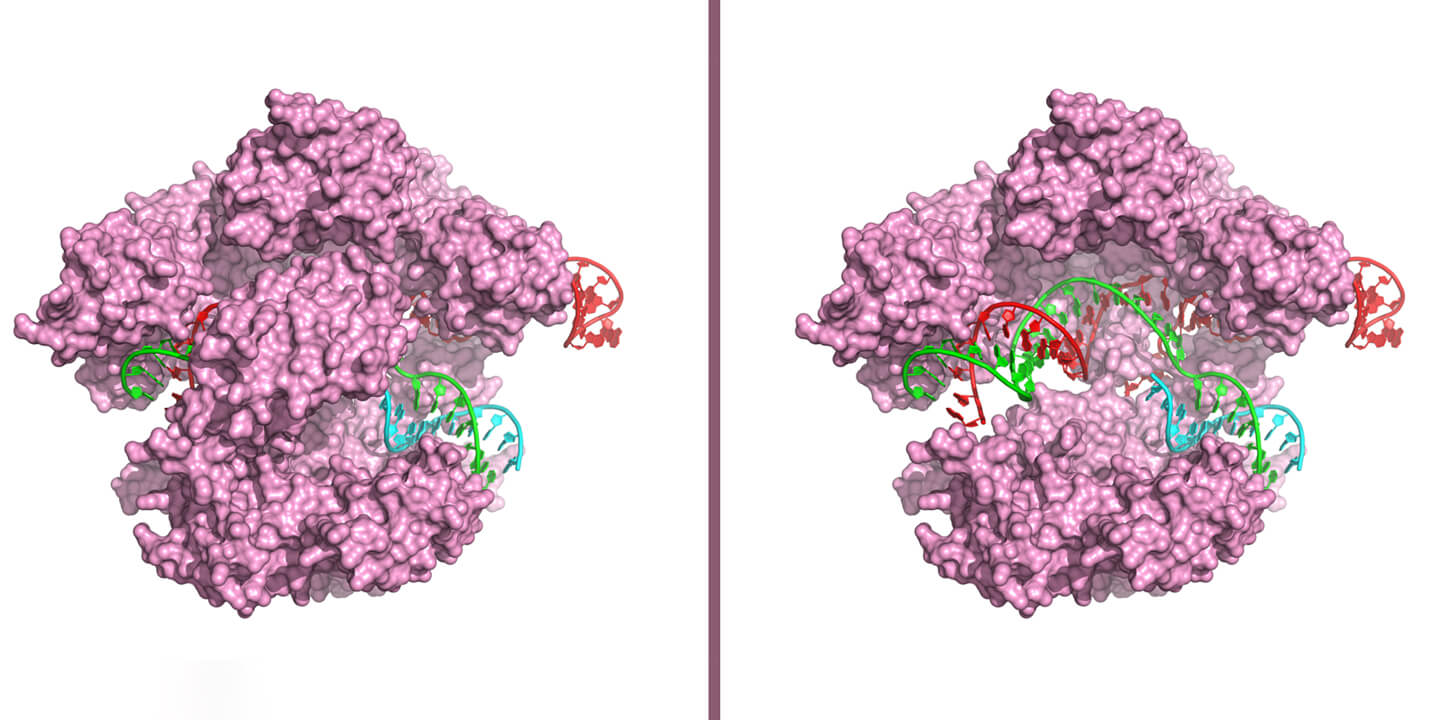 Dr. Lombardo, what is CRISPR/Cas9?