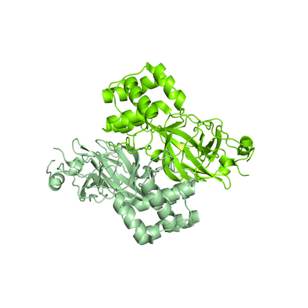 Developing antivirals in a rational way: “blunting” the sars-cov-2 scissors