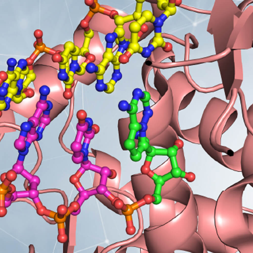 RNA polymerase: the SARS-COV-2 “sloppy photocopier”