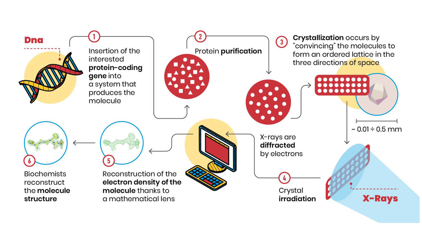 Using x-rays to visualize the structure of large biological molecules